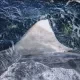 Swimming With Sharks logo