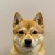 dog #55 logo