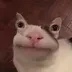 Test Cat logo
