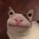 Test Cat logo