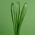 Pinch of Grass logo