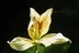 Flower Power logo