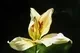 Flower Power logo