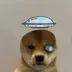 DogsWifSolHats logo