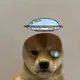 DogsWifSolHats logo