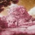 Infrared - A New World logo