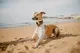 doggy logo