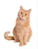CAT logo