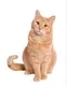CAT logo