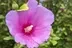 Rose of Sharon logo