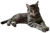 WORLD•PEACE•CAT logo