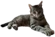 WORLD•PEACE•CAT logo