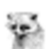 PEDRO•THE•RACOON logo