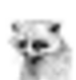 PEDRO•THE•RACOON logo
