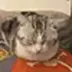 PETER•IS•A•SLEEPY•CAT logo