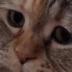 SAD•CAT•MEOWING logo