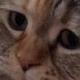 SAD•CAT•MEOWING logo