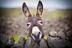 RUNES•DONKEY•COIN logo