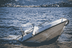 BOATING•ACCIDENT logo