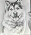 WANKO•MANKO•INU logo