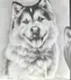 WANKO•MANKO•INU logo