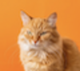 ORANGE•COIN•CAT logo
