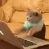 CAT•ON•KEYBOARD logo
