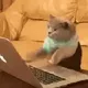 CAT•ON•KEYBOARD logo