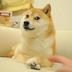 Z•Z•Z•Z•DOGE•Z•Z•Z•Z logo