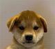 DOG•WITHOUT•HAT logo