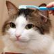 TOOTHBRUSH•CAT logo