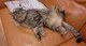 CATOSHI•MEOWMOTO logo