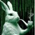 RABBIT•WIF•PIPE logo