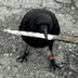 CROW•WITH•KNIFE logo