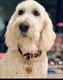 BONNIE•LASS•DOG logo