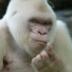 VANILLA•GORILLA logo