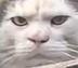 THECATFACEMEME logo