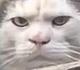 THECATFACEMEME logo