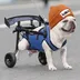 DOG•WIF•WHEELCHAIR logo