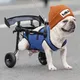 DOG•WIF•WHEELCHAIR logo