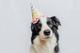PARTY•PUPPO•PIP logo