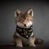LOBO•THE•WOLF•PUP•GO•TO•THE•MOON logo