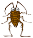 LAS•CUCARACHAS logo