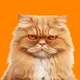 BUTTERNUT•CATBUS logo