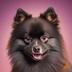 BLACKPOMERANIAN logo