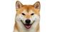 DOGWIF•TO•THE•MOON logo