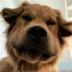 DOG•LOOKING•DOWN logo