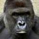 HARAMBE•ON•RUNES logo