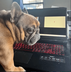 DRUGPUGDAWNEE logo