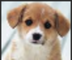 BTC•PUPPYY•COIN logo